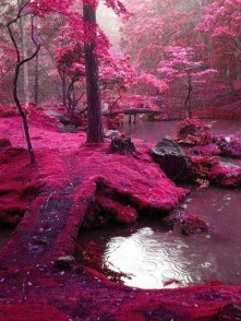 moss-garden-kyoto-japan