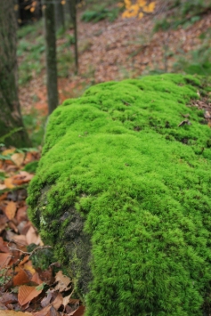 moss-outdoors-on-rock